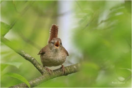 <p>STŘÍZLÍK OBECNÝ (Troglodytes troglodytes) Šluknov ----- /Eurasian wren - Zaunköking/</p>